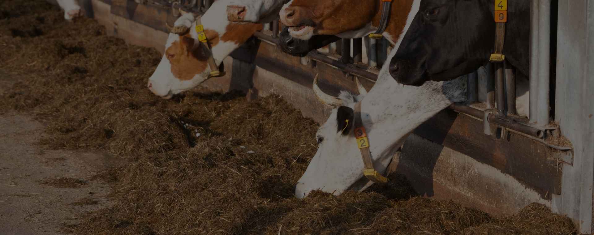 Animal Waste Cleanup Near Me