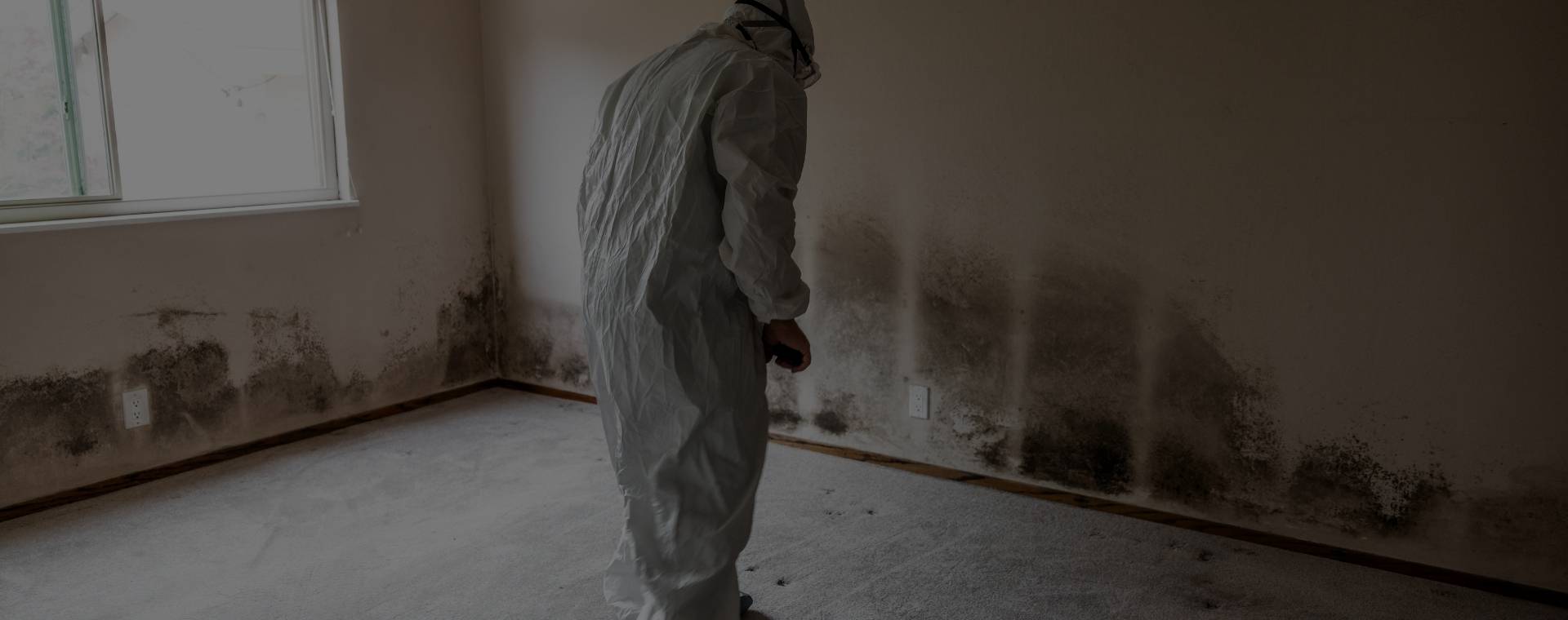 Mold Remediation Near Me