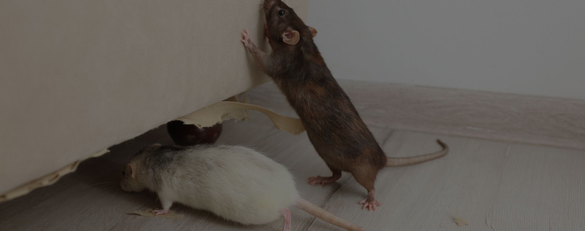 Rodent Infestation Cleanup Near Me